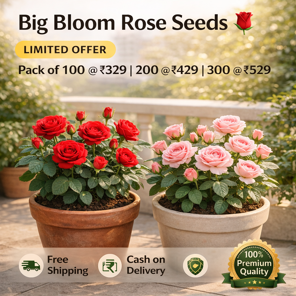 Big Bloom Seeds 🌹 | Fast & All Season Seeds