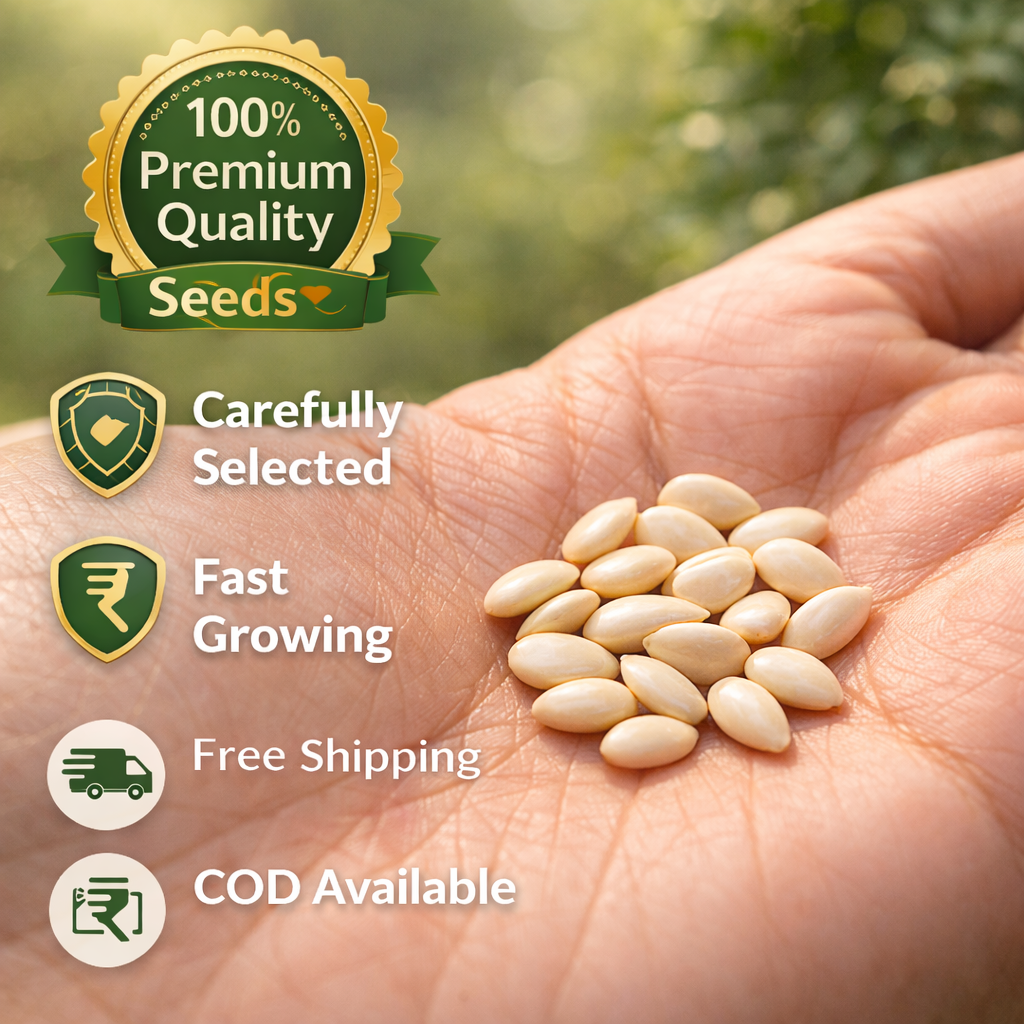 Big Bloom Rose Seeds 🌹 | Fast Growing | Grow Anywhere, Any Season