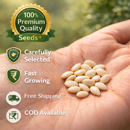 Big Bloom Rose Seeds 🌹 | Fast Growing | Grow Anywhere, Any Season