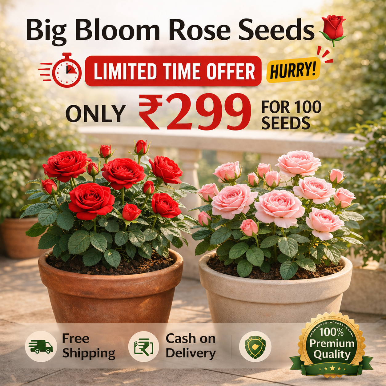 Big Bloom Seeds 🌹 | Fast & All Season Seeds